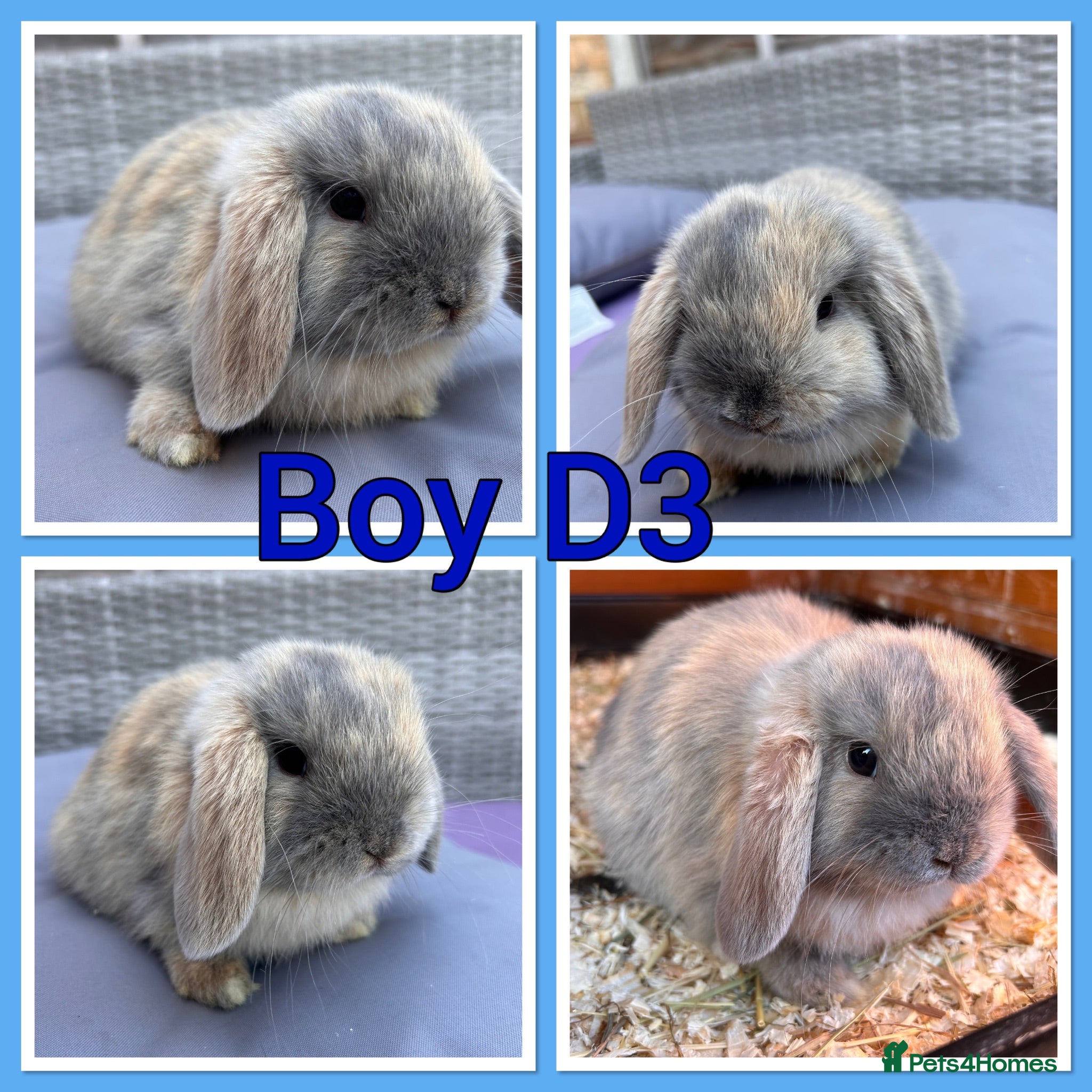 Mini Lop rabbits Mini lop babies  - Advert 2