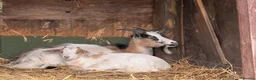 Goats livestock for sale: Mother Pygmy goat and Pygmy x Boer castrated kid in Feltham - Advert 5