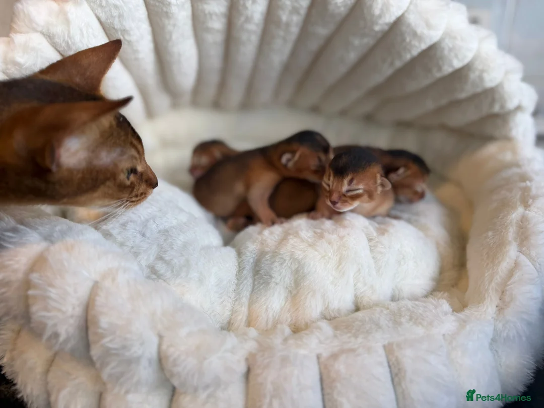 Abyssinian cats for sale: Abyssinian kitten - Advert 21