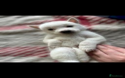 Siberian Husky dogs for sale: Pedigree white husky puppy - Image 2