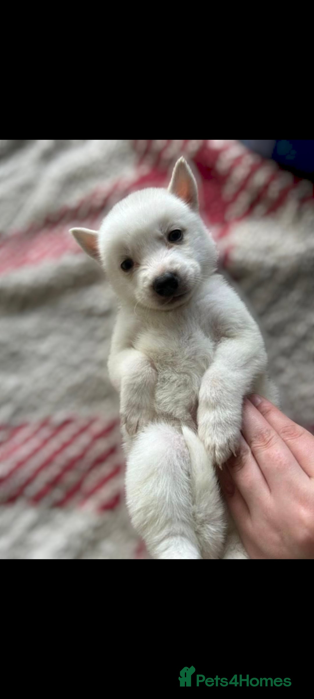 Siberian Husky dogs for sale: Pedigree white husky puppy - Image 2