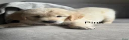 Golden Retriever dogs for sale: Health tested, KC reg Golden retriever puppies - Advert 10