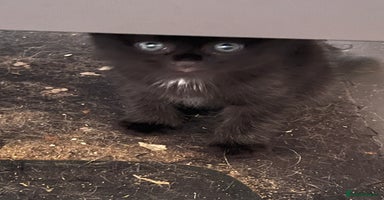 Mixed Breed cats - Advert 12