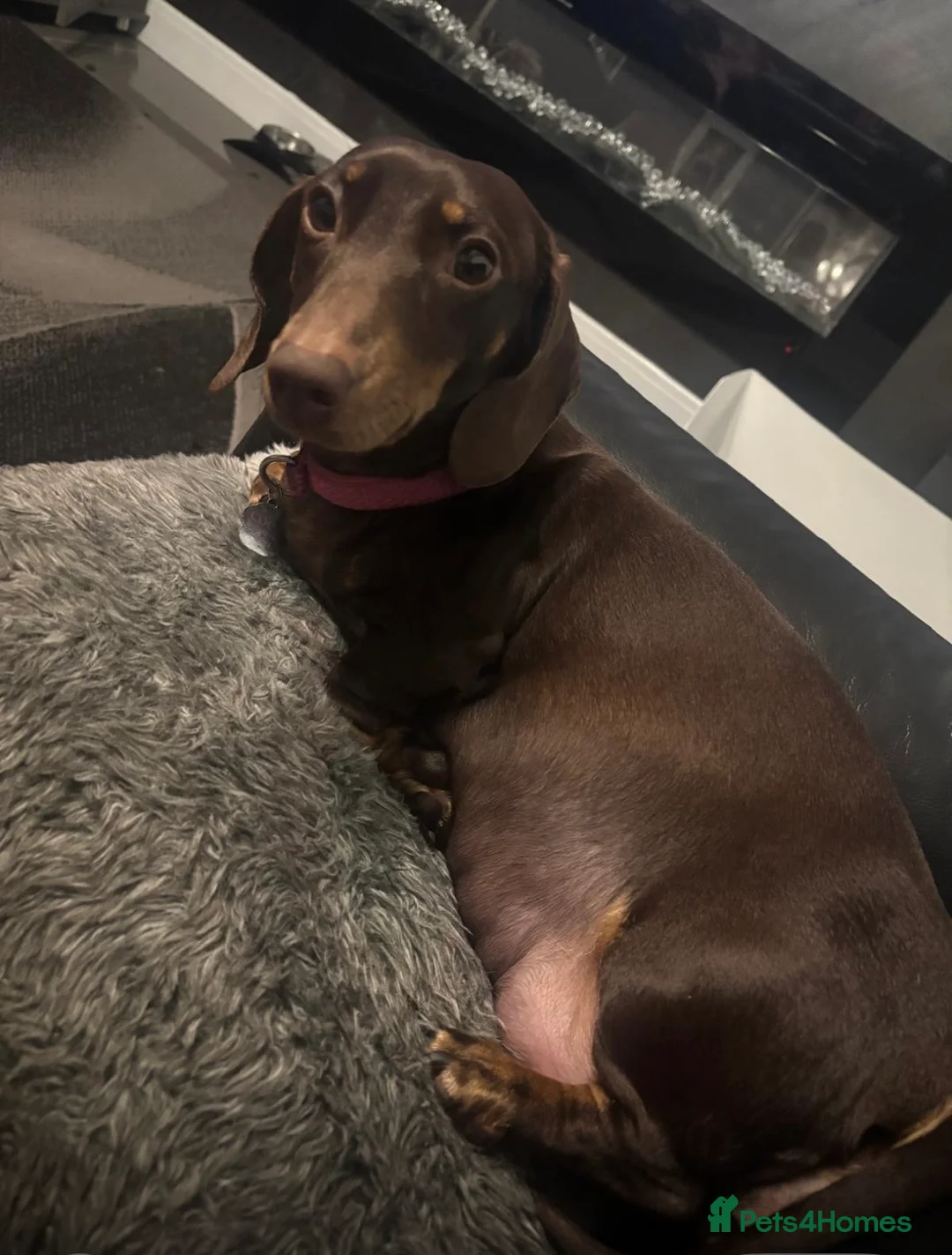 Miniature Dachshund dogs for sale: Miniature smooth hair dachshund  - Advert 1