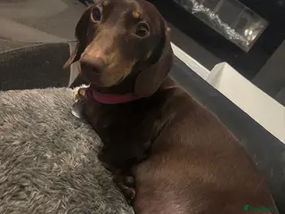 Miniature Dachshund dogs Miniature smooth hair dachshund - Advert 1