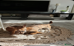 Chihuahua dogs for sale: 2 male puppies Ready to go  - Image 16