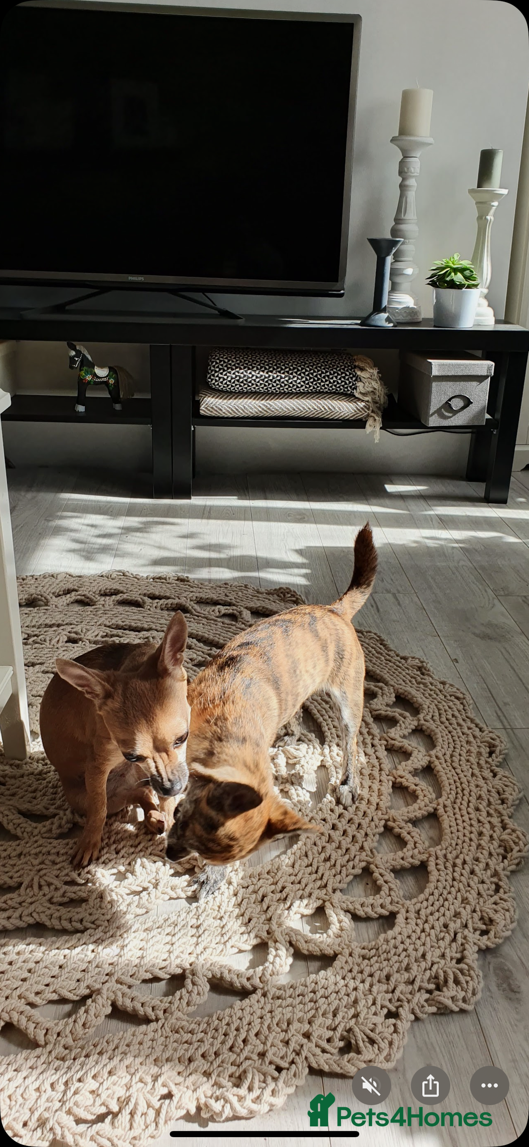 Chihuahua dogs for sale: 2 male puppies Ready to go  - Image 16