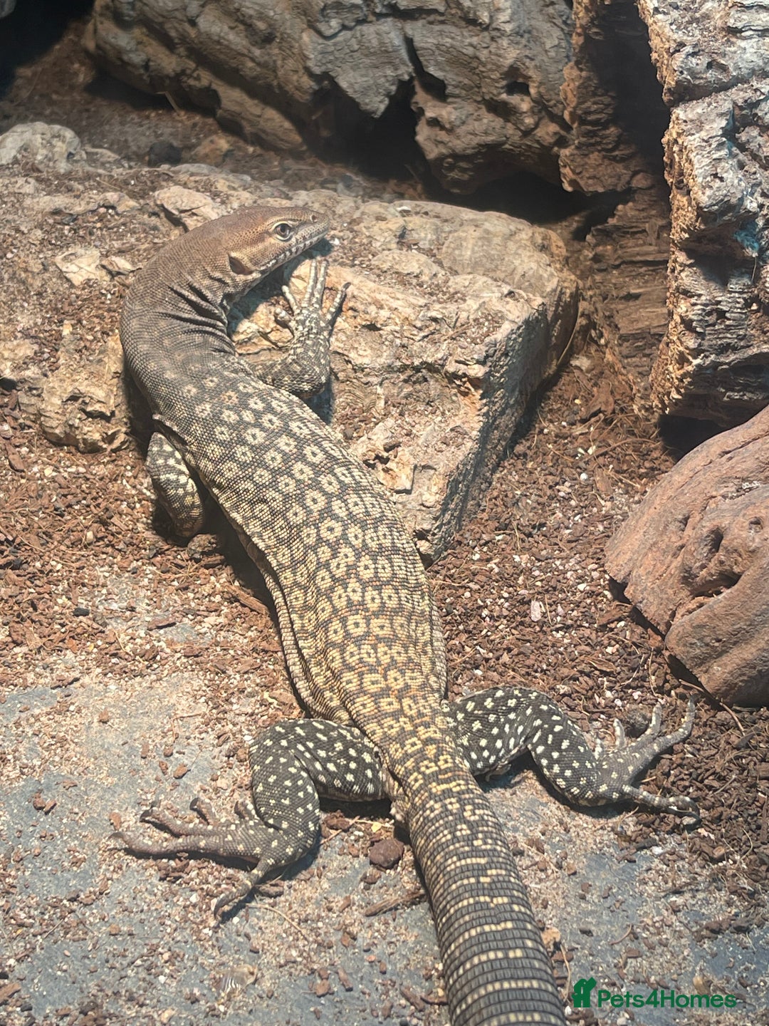 Monitor reptiles for sale: Black-Headed Monitors & Pigmy Mulga Monitors - Advert 7