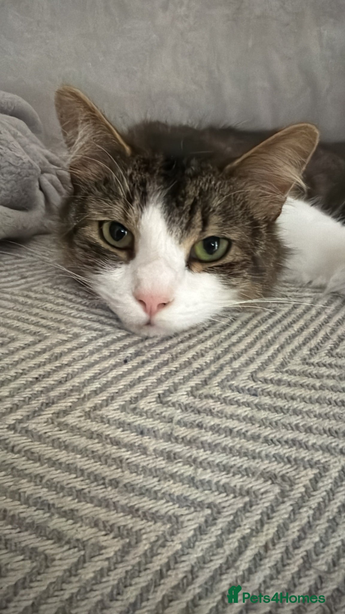 Mixed Breed cats Damion - Advert 7