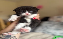 British Shorthair cats for sale: British shorthair cat  - Advert 8