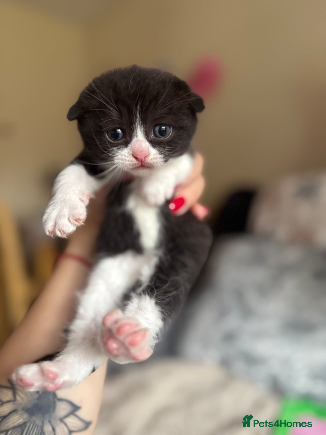 British Shorthair cats for sale: British shorthair cat  - Advert 8