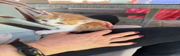 Domestic Shorthair cats for sale: Two very pretty male ginger kittens in Macclesfield - Advert 6