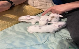 Mini Lop rabbits for sale: Mini Loop Babies Bunnies  - Image 3