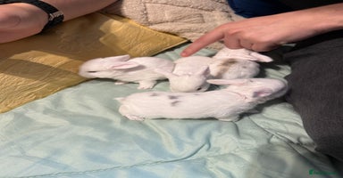 Mini Lop rabbits - Advert 9