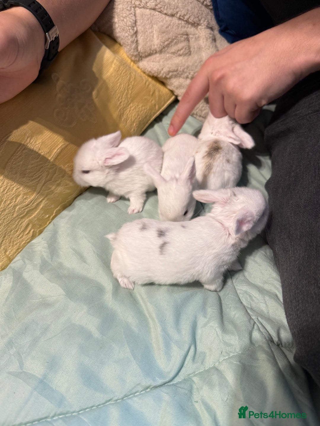 Mini Lop rabbits for sale: Mini Loop Babies Bunnies  - Image 3
