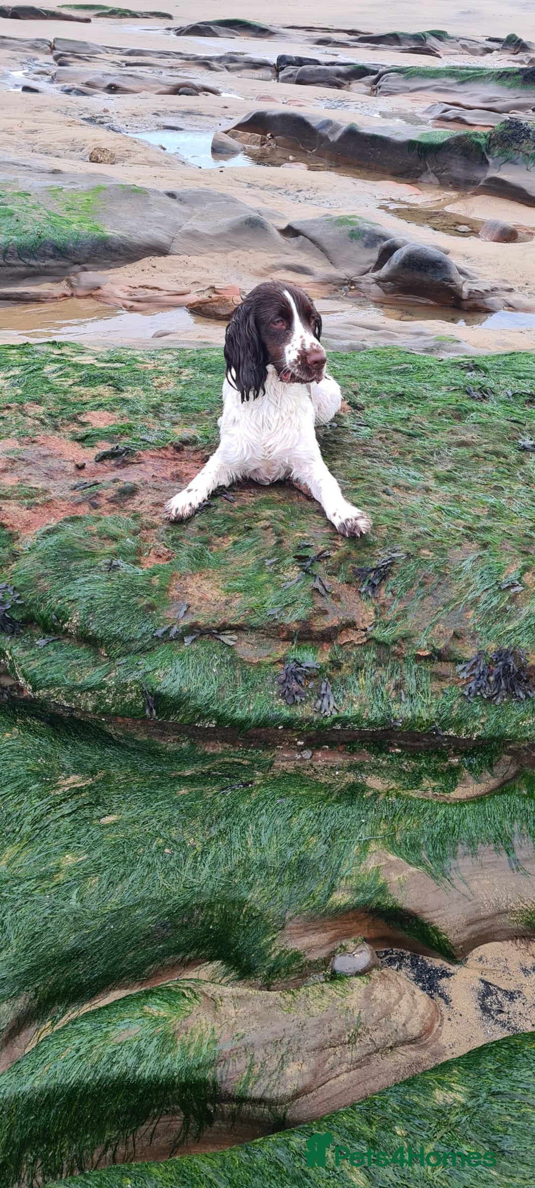 Sprocker dogs for sale: Fergus for adoption - Advert 2