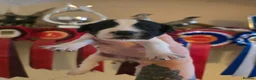English Springer Spaniel dogs for sale: springer spaniel litter. 2 AVAILABLE  - Advert 33