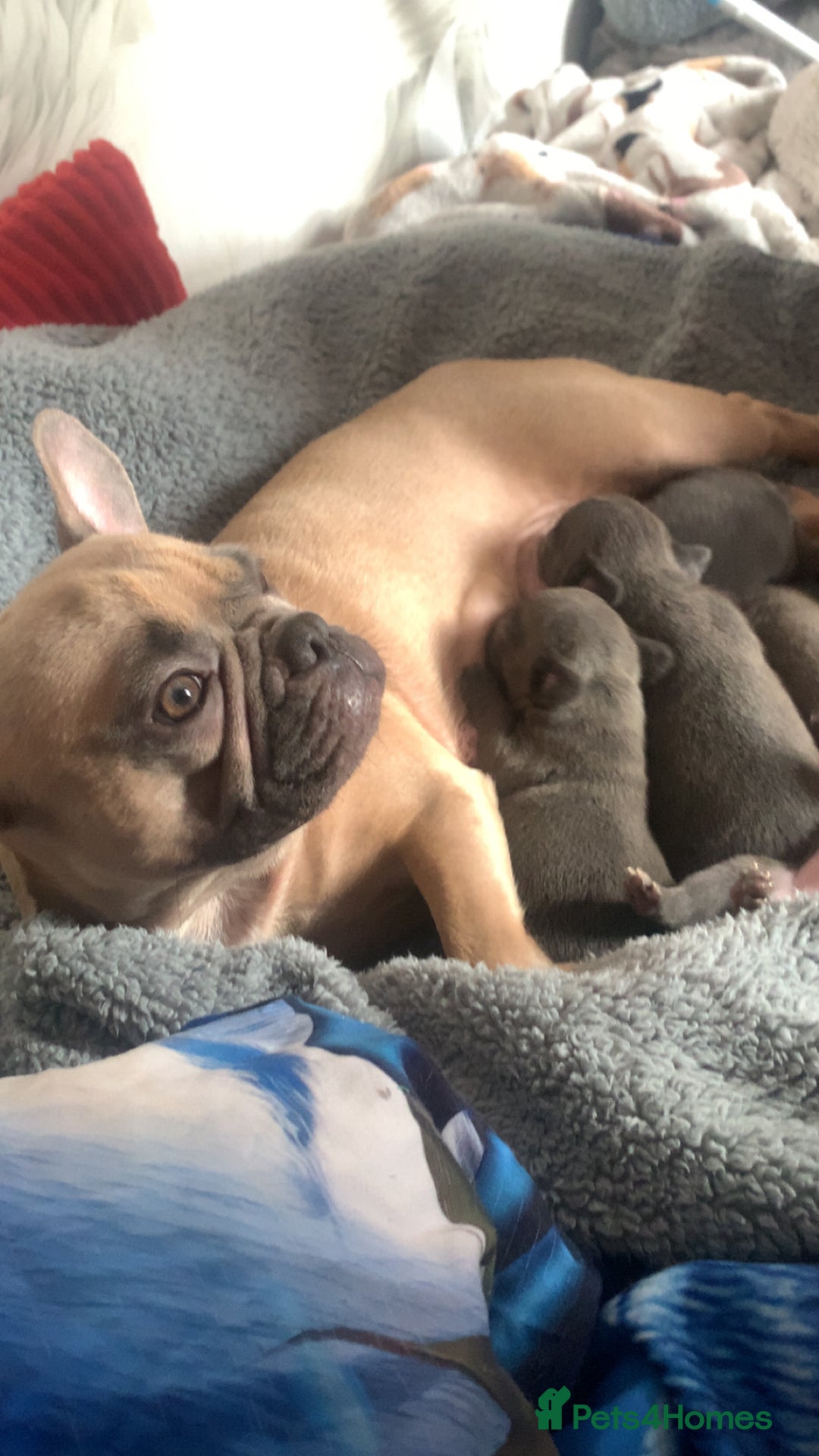 French Bulldog dogs for sale: Adorable 7 week old frenchie puppies - Image 22
