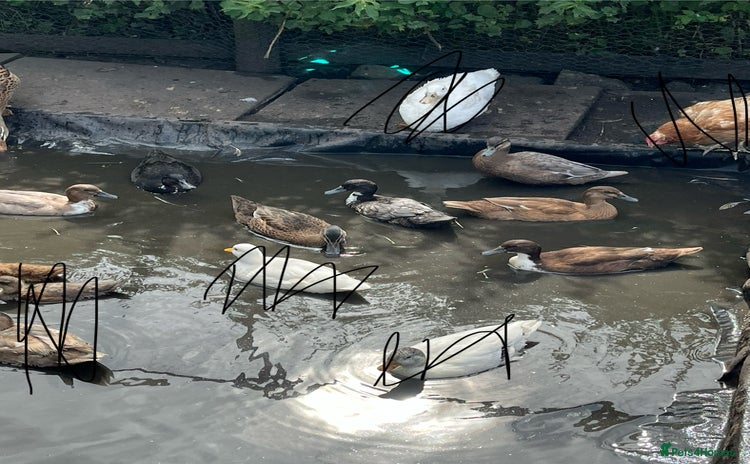 Ducks poultry - Advert 1