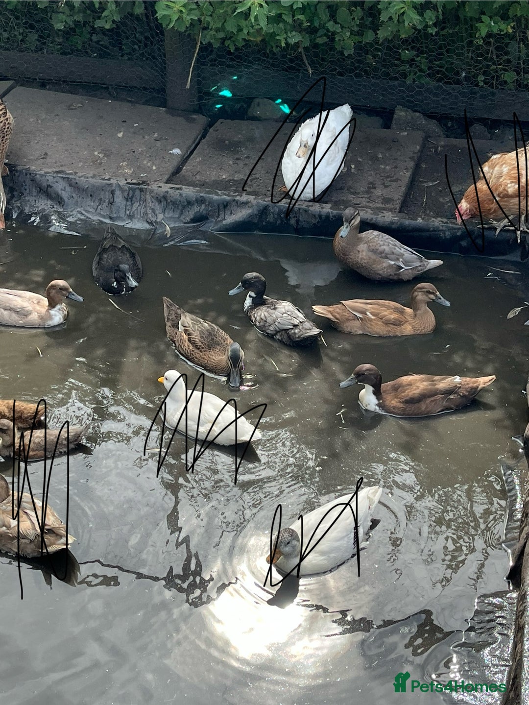 Ducks poultry for sale: Young call duck crosses - Image 1