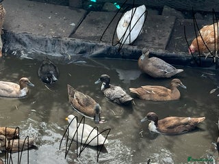 Ducks poultry - Advert 21