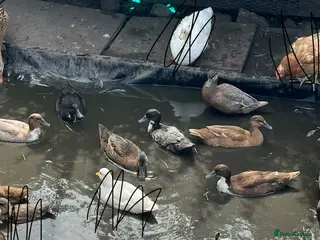 Ducks poultry Young call duck crosses - Advert 4