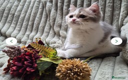 British Longhair cats for sale: Chocolate longhair,  Blue golden and white sh - Advert 4