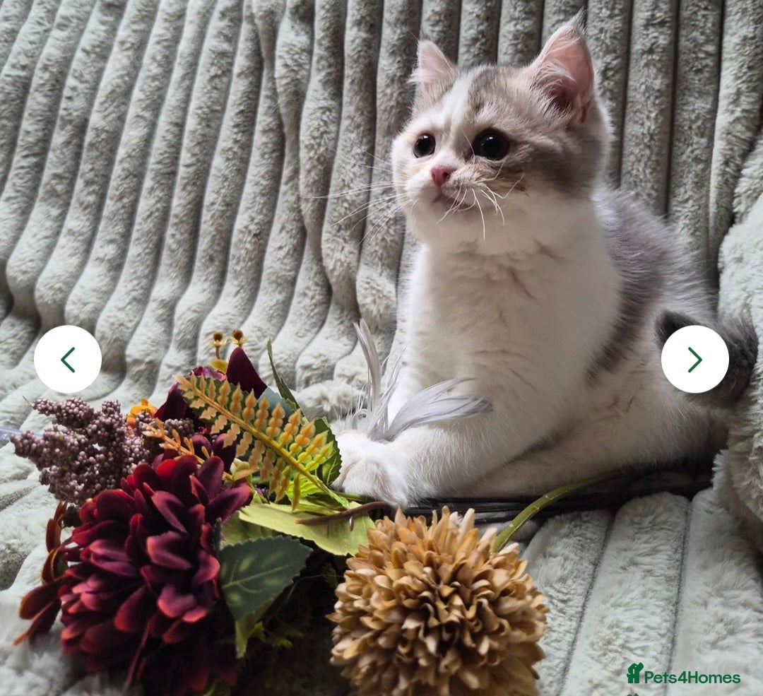 British Longhair cats for sale: Chocolate longhair,  Blue golden and white sh - Advert 4