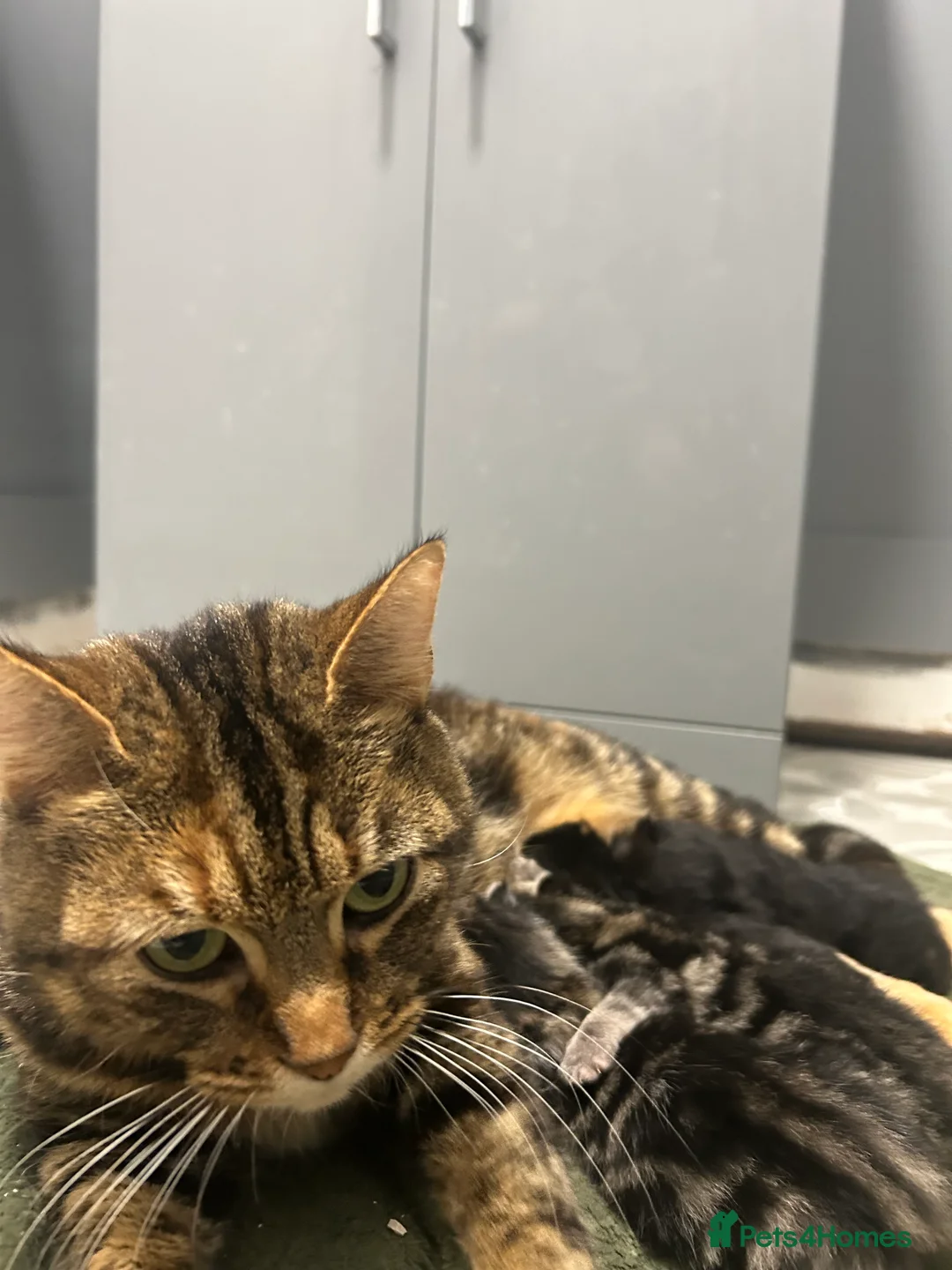 Mixed Breed cats for sale: Cute kittens ready next week! - Advert 2