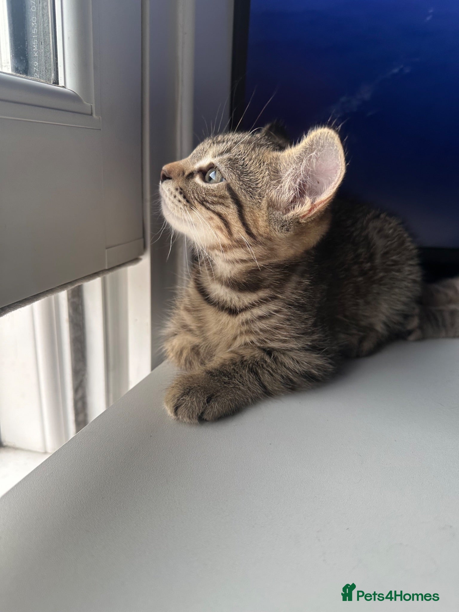 Domestic Shorthair cats 2 beautiful kittens looking for a loving home 🫶. - Advert 7