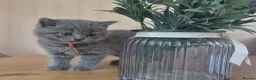 British Shorthair cats for sale: Purebred british shorthair kittens in Wigton - Advert 36
