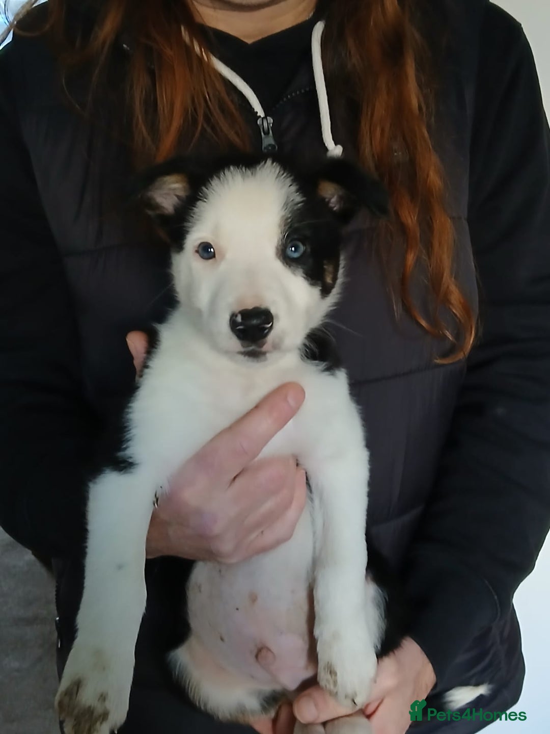 Border Collie dogs for sale: Border Collie Pups - Health tested clear parents - Advert 12