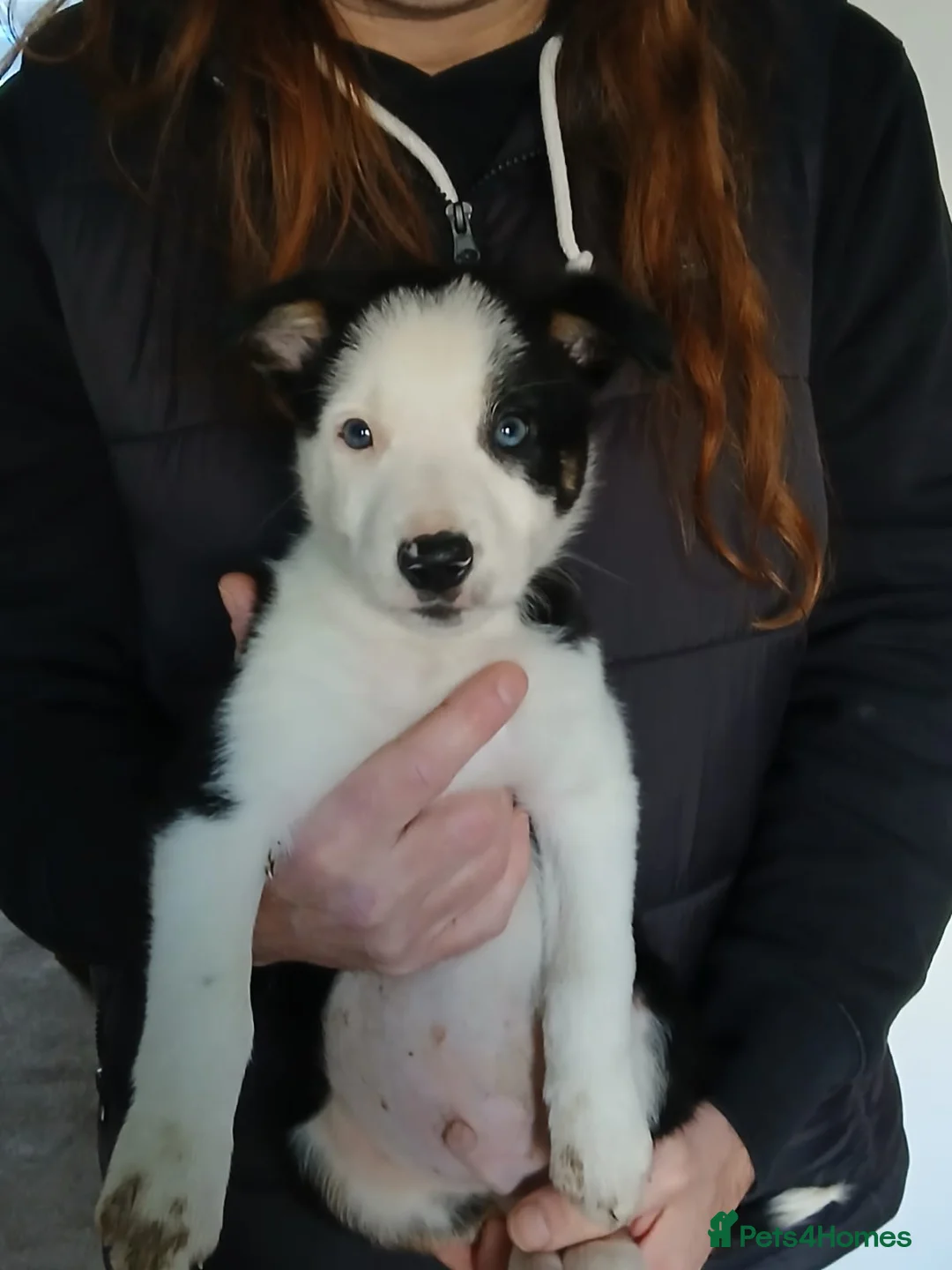 Border Collie dogs for sale: 1 Border Collie Pup - Health tested clear parents - Advert 20