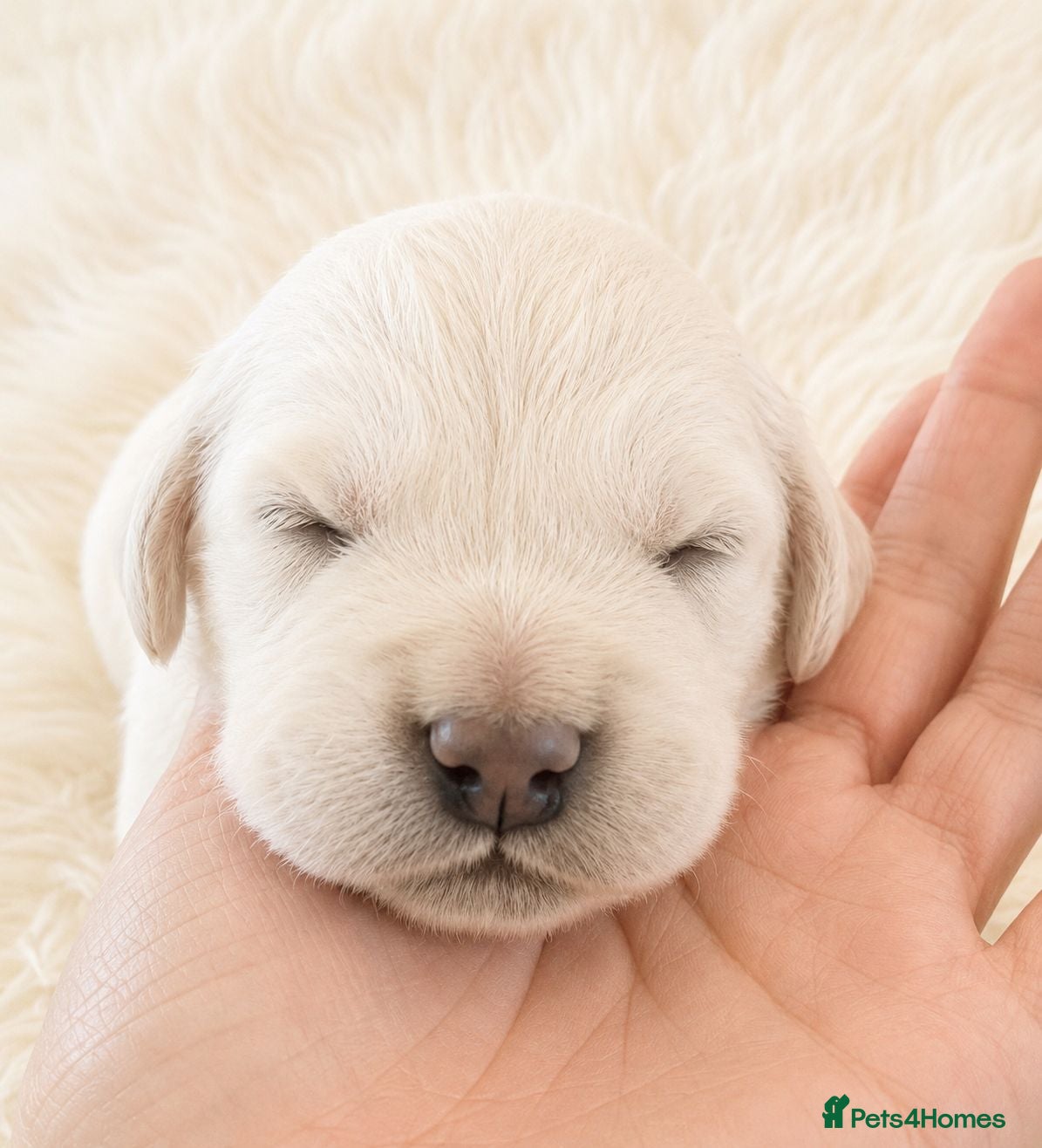 Golden Retriever dogs Newmiller Retrievers Show Lines Puppies Avaliable - Advert 2