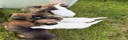 Jack Russell dogs for sale: Terrier Puppies - Advert 5