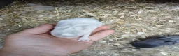Mini Lop rabbits for sale: Waiting list for new bundles of joy  - Advert 6