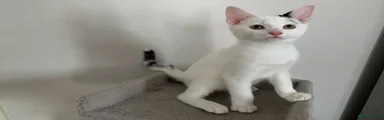 Mixed Breed Kitten 4