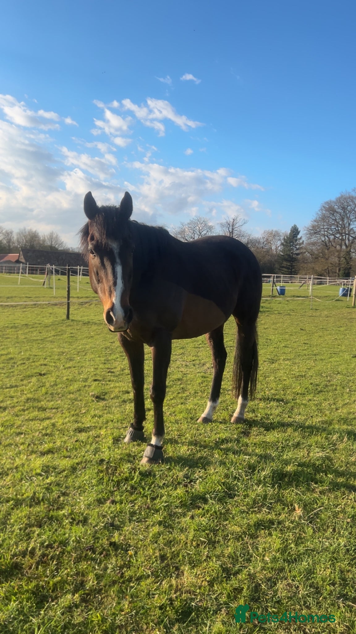 English Thoroughbred horses Companion horse  - Advert 1