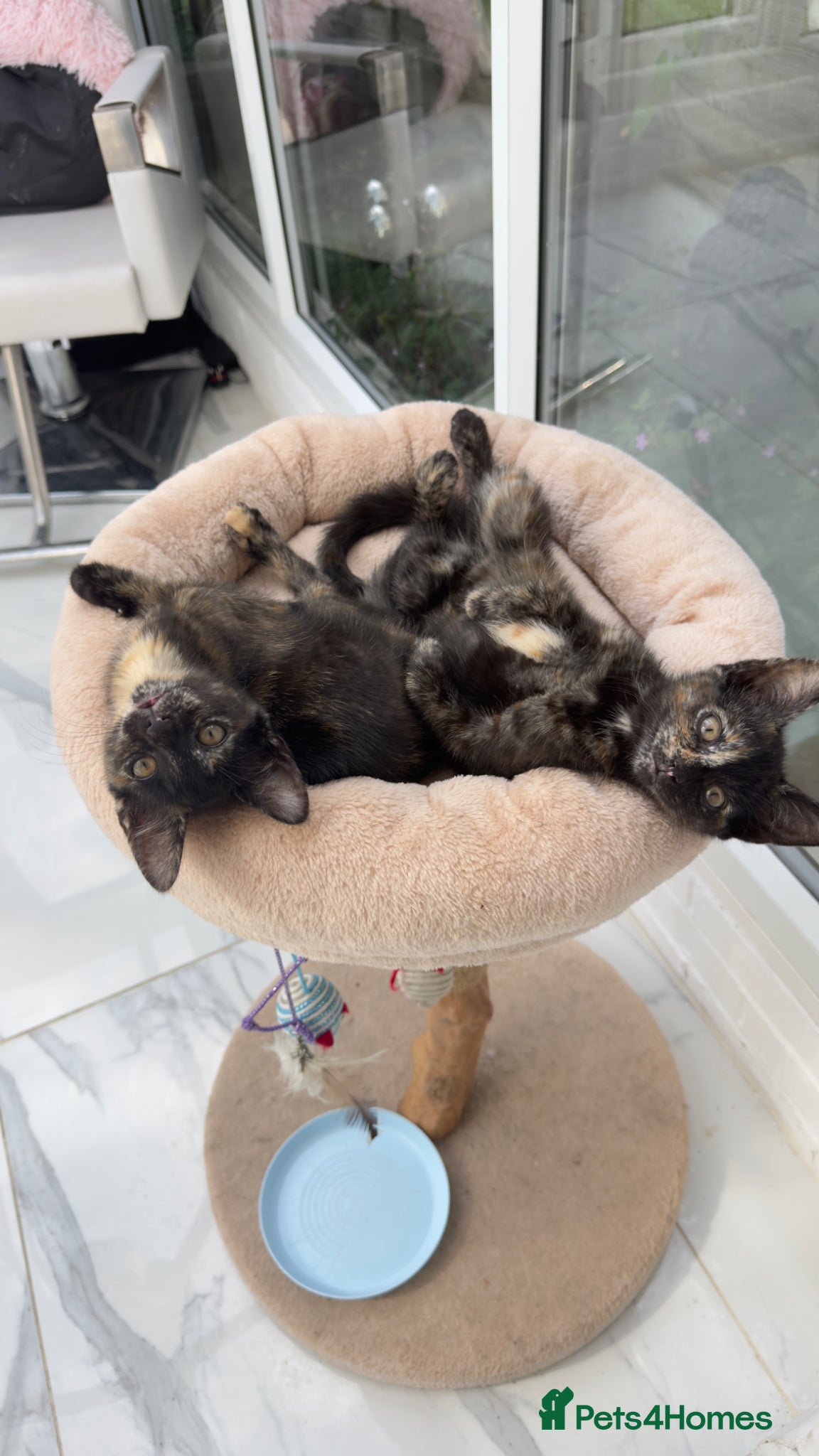 Mixed Breed cats 2 kittens - Advert 1