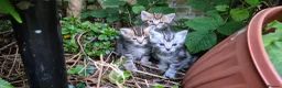 Mixed Breed cats for sale: Maine Coon Cross fluffy kittens - Advert 6