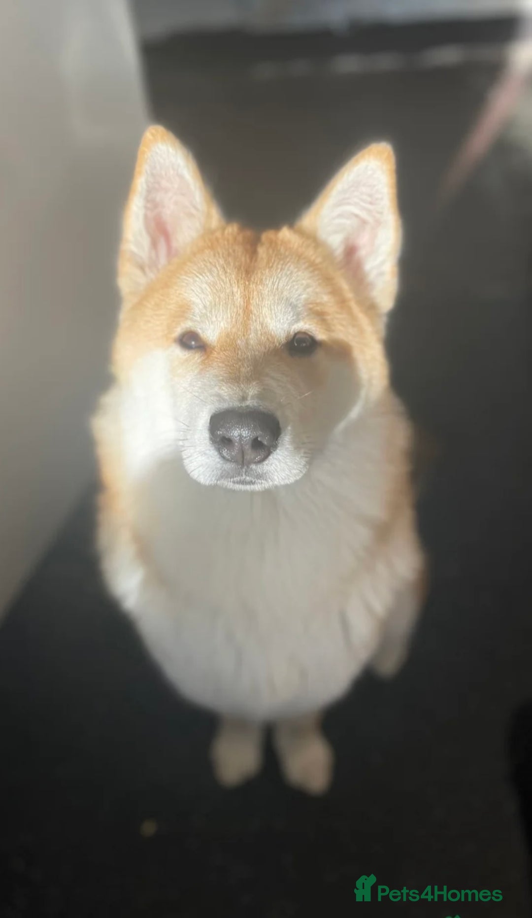 Mixed Breed dogs for sale: Beautiful Female Alaskan Malamute x Shiba Inu - Image 5