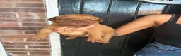 Dogue De Bordeaux dogs for sale: Dogue de Bordeaux Puppies - Advert 14