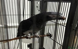 Parrots birds for sale: African grey  - Image 1