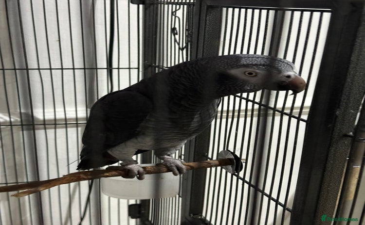 Parrots birds - Advert 1