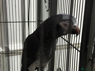 Parrots birds - Advert 4