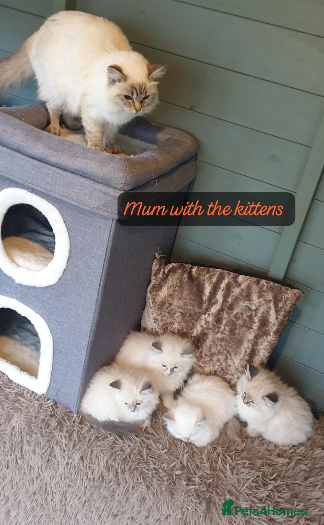Ragdoll cats for sale: Absolutely Stunning GCCF Registered Kittens. - Advert 24