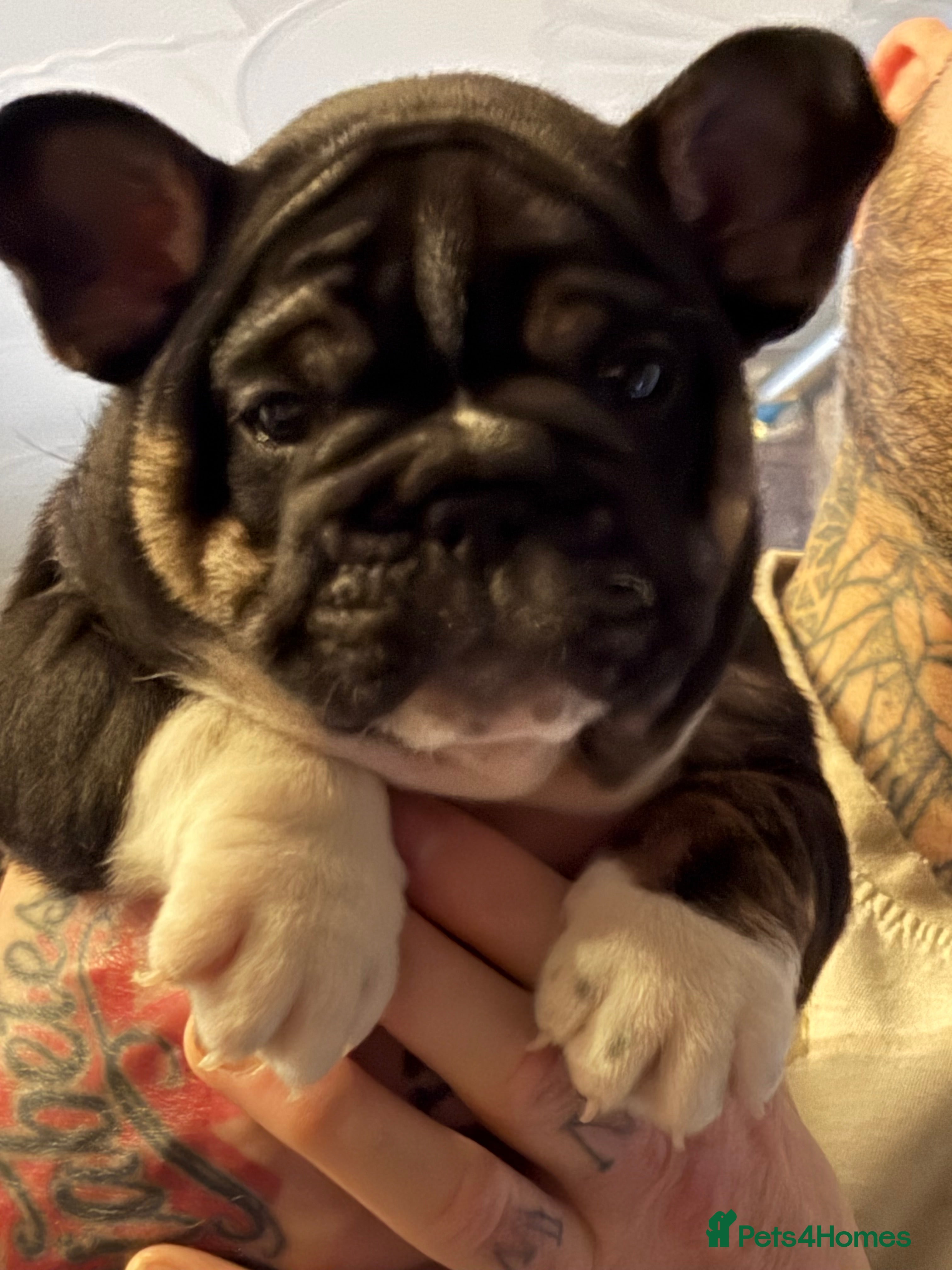 Mixed Breed dogs French bulldog cross English bulldog  - Advert 14