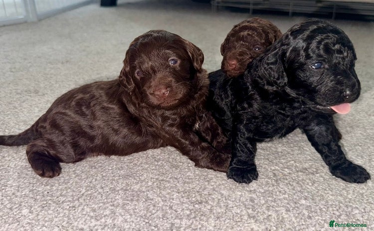 Cockapoo dogs - Advert 2