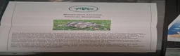 Tortoise reptiles for sale: Baby tortoise for salrle with paperwork in Oswestry - Advert 3