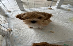 Maltipoo dogs for sale: A litter of 5 beautiful Maltipoo’s  - Image 22